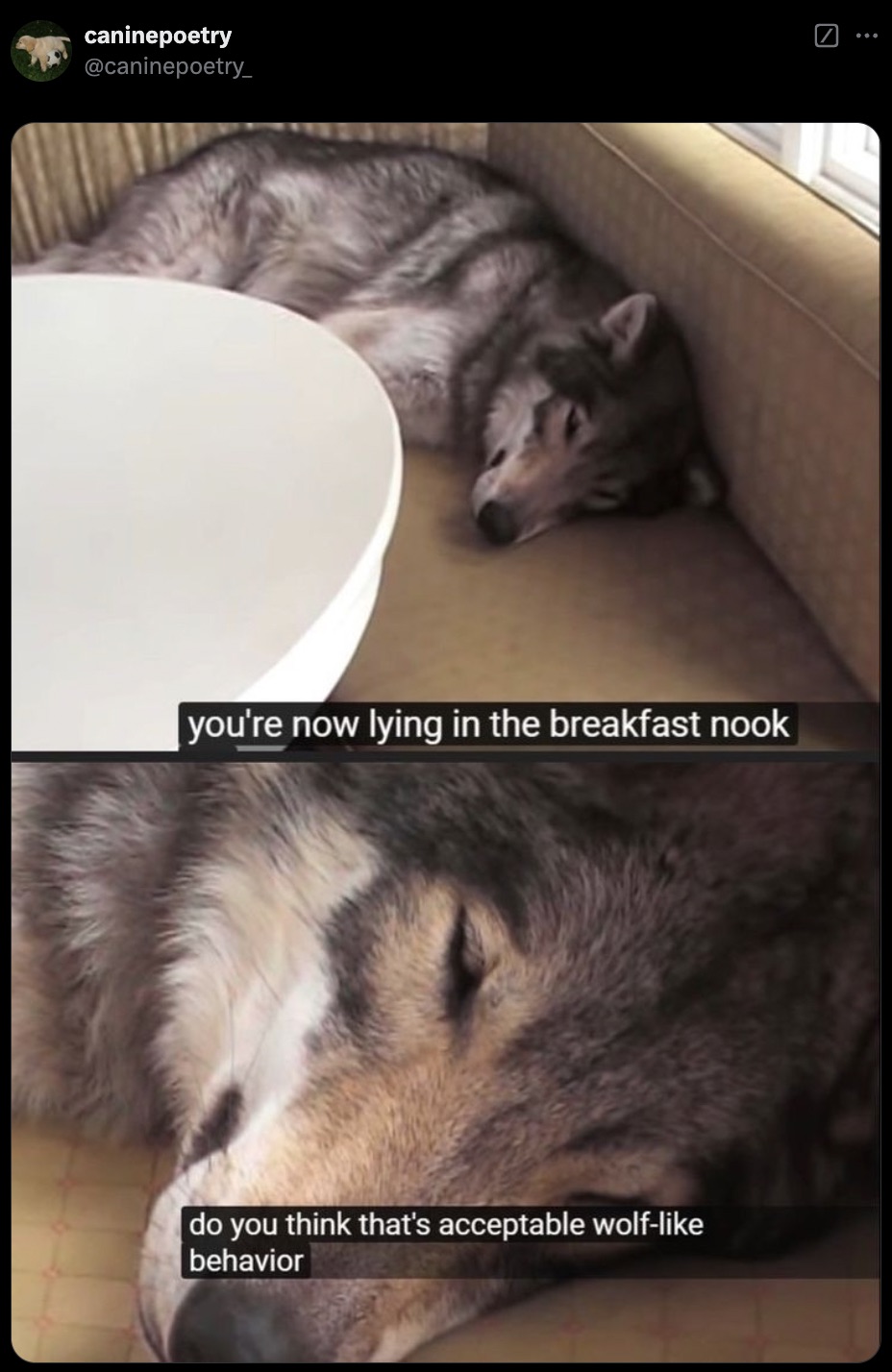 do you think that's acceptable wolf like behavior - caninepoetry you're now lying in the breakfast nook do you think that's acceptable wolf behavior